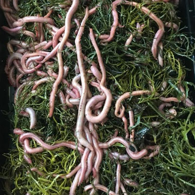 Blood Worms