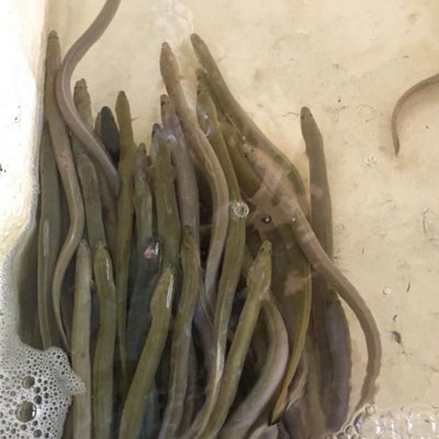 Eels