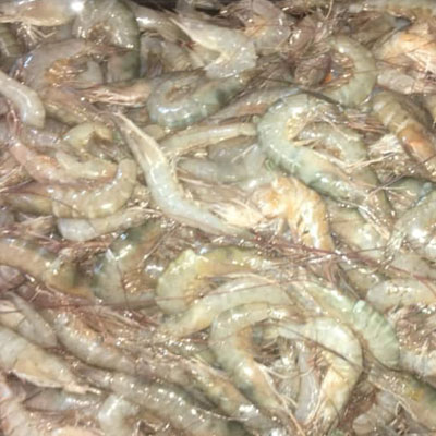 Shrimp