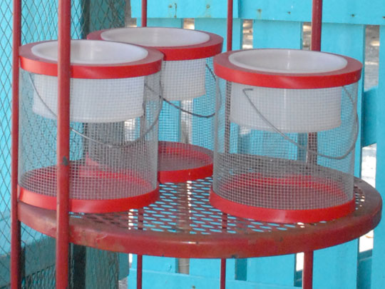 cricket cages